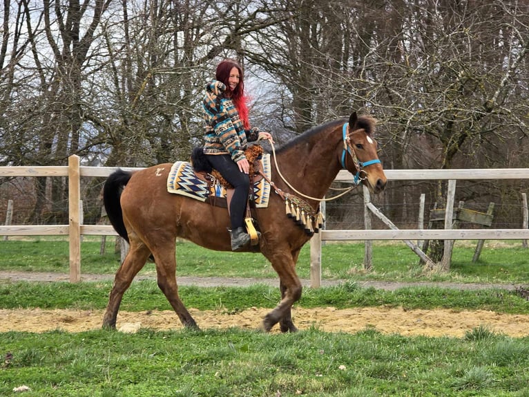 Otras razas Caballo castrado 8 años 157 cm Castaño in Linkenbach