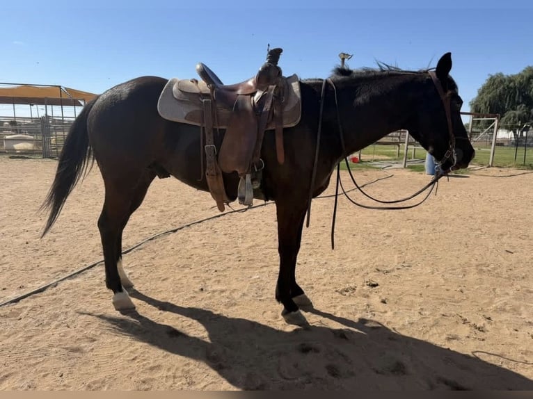 Otras razas Mestizo Caballo castrado 8 años 157 cm Castaño oscuro in Berkshire