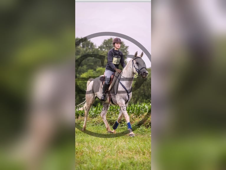 Otras razas Caballo castrado 8 años 157 cm Tordo in Brantôme