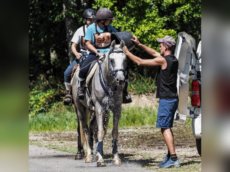 Otras razas Caballo castrado 8 años 157 cm Tordo in Brantôme