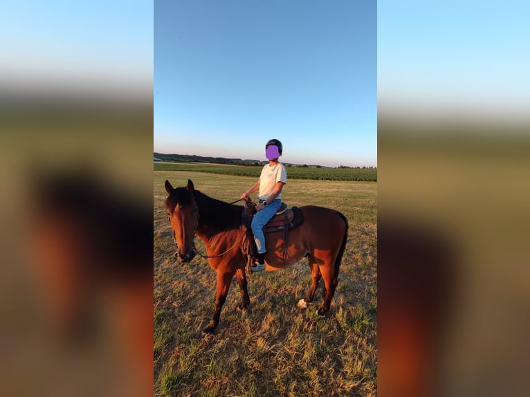 Otras razas Caballo castrado 8 años 158 cm Castaño in Ehingen