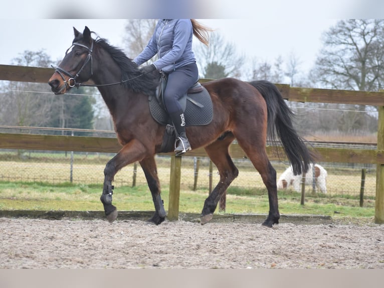 Otras razas Caballo castrado 8 años 158 cm Castaño oscuro in Achtmaal