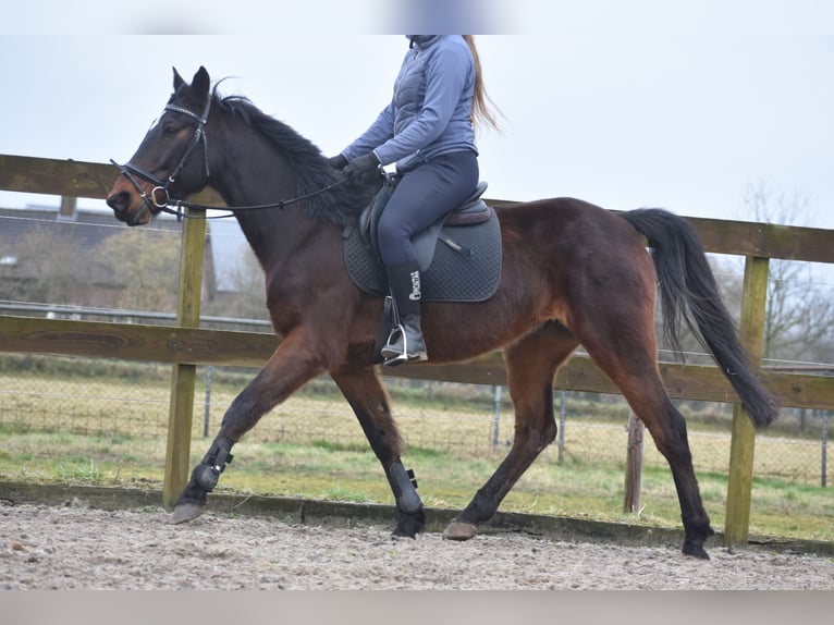 Otras razas Caballo castrado 8 años 158 cm Castaño oscuro in Achtmaal