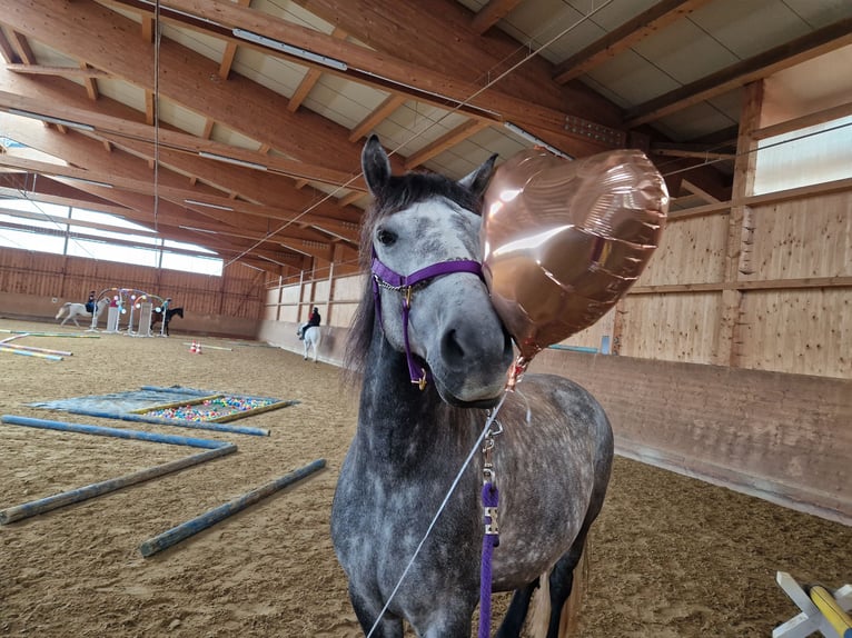 Otras razas Mestizo Caballo castrado 8 años 158 cm Tordo rodado in Wellendingen