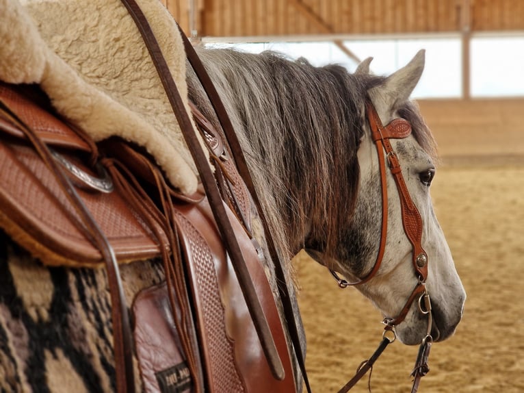 Otras razas Mestizo Caballo castrado 8 años 159 cm Tordo rodado in Wellendingen