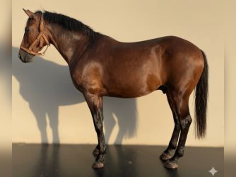 Otras razas Mestizo Caballo castrado 8 años 160 cm Castaño rojizo in Sevilla