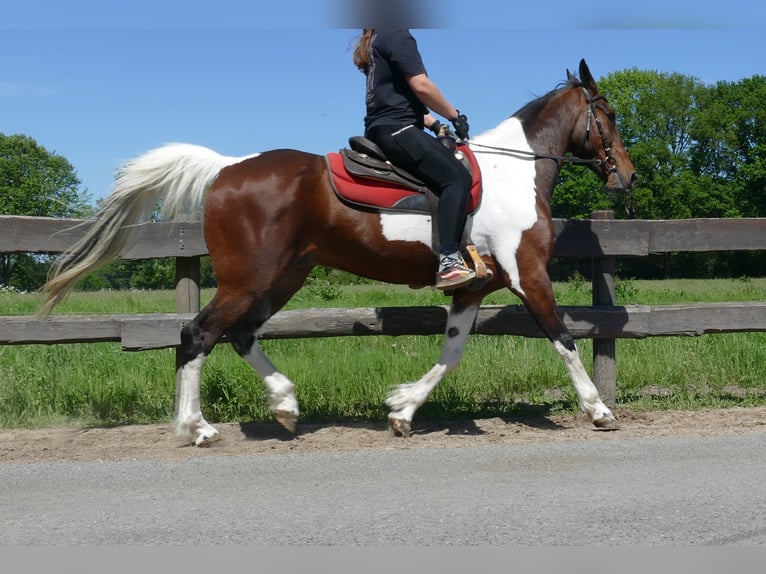 Otras razas Caballo castrado 8 años 161 cm Pío in Lathen