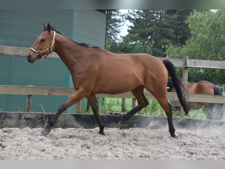 Otras razas Caballo castrado 8 años 162 cm Castaño in Achtmaal
