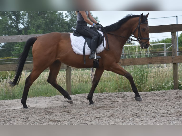 Otras razas Caballo castrado 8 años 162 cm Castaño in Achtmaal