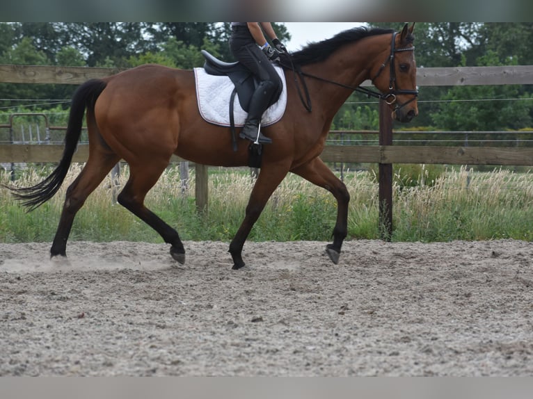 Otras razas Caballo castrado 8 años 162 cm Castaño in Achtmaal