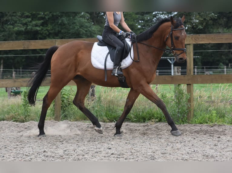 Otras razas Caballo castrado 8 años 162 cm Castaño in Achtmaal