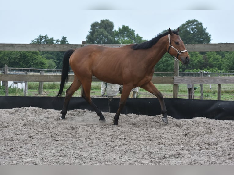 Otras razas Caballo castrado 8 años 162 cm Castaño in Achtmaal