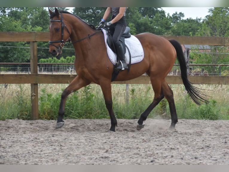 Otras razas Caballo castrado 8 años 162 cm Castaño in Achtmaal