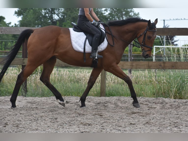 Otras razas Caballo castrado 8 años 162 cm Castaño in Achtmaal