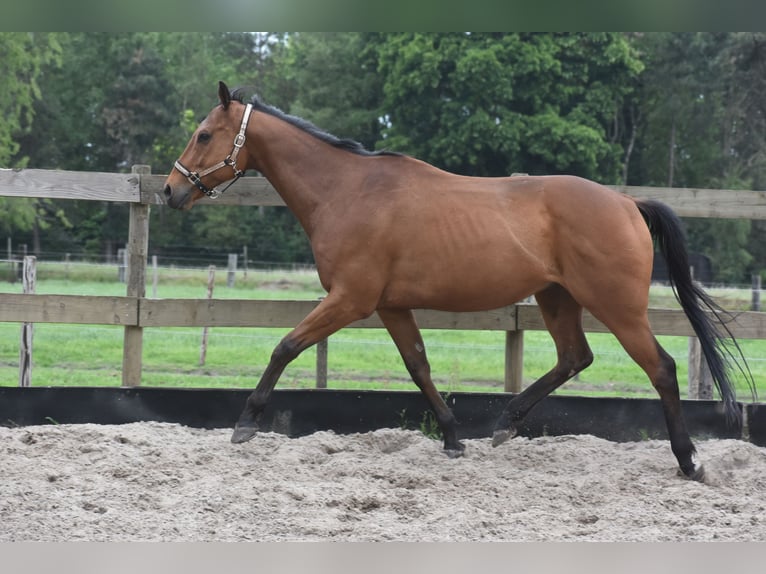 Otras razas Caballo castrado 8 años 162 cm Castaño in Achtmaal