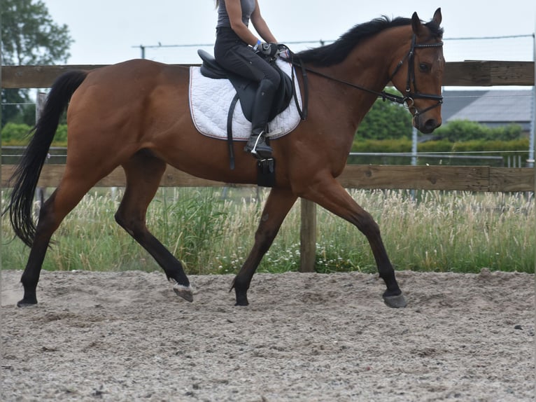 Otras razas Caballo castrado 8 años 162 cm Castaño in Achtmaal