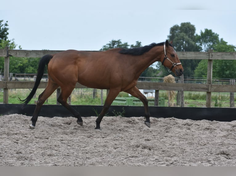 Otras razas Caballo castrado 8 años 162 cm Castaño in Achtmaal