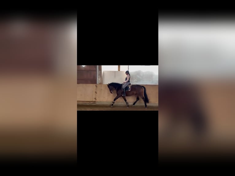 Otras razas Mestizo Caballo castrado 8 años 163 cm Castaño in Rheda-Wiedenbrück