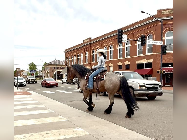 Otras razas Caballo castrado 8 años 163 cm Castaño-ruano in Weatherford, TX