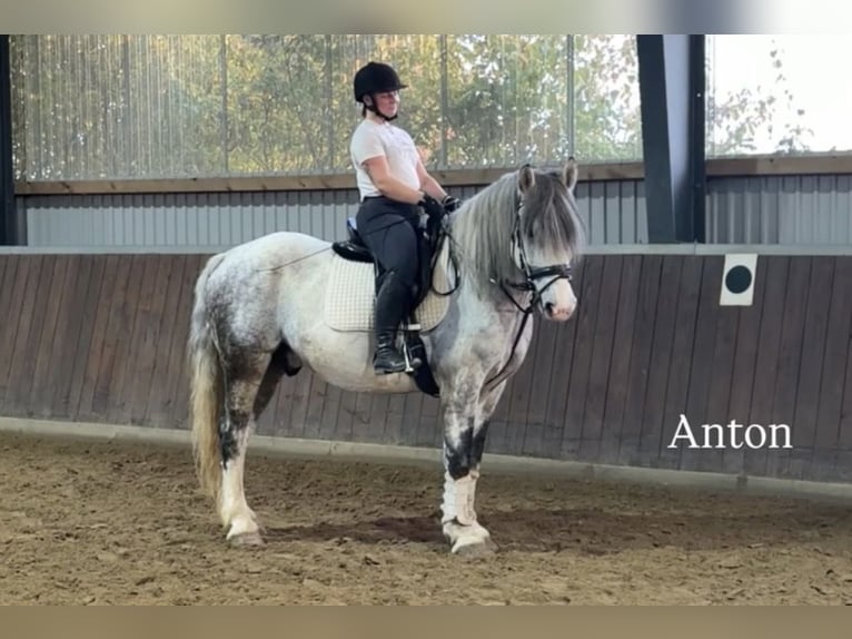 Otras razas Caballo castrado 8 años 163 cm Tordo in Bünde