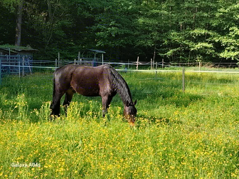 Otras razas Mestizo Caballo castrado 8 años 164 cm Castaño oscuro in Sinsheim