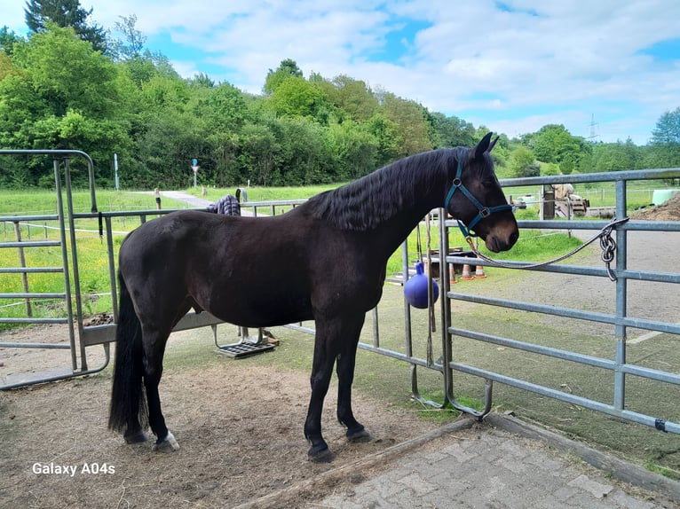 Otras razas Mestizo Caballo castrado 8 años 164 cm Castaño oscuro in Sinsheim