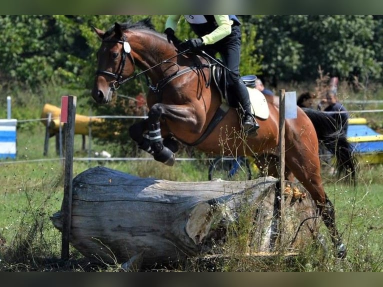 Otras razas Caballo castrado 8 años 165 cm Castaño in Sofia