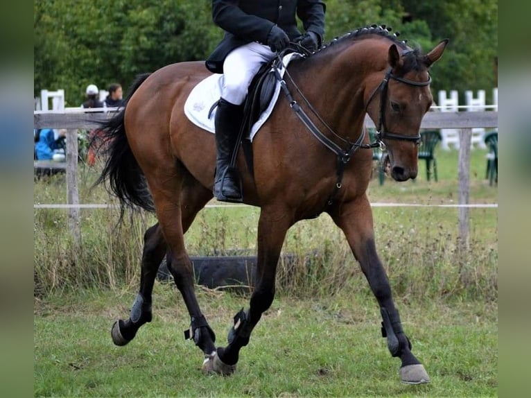 Otras razas Caballo castrado 8 años 165 cm Castaño in Sofia