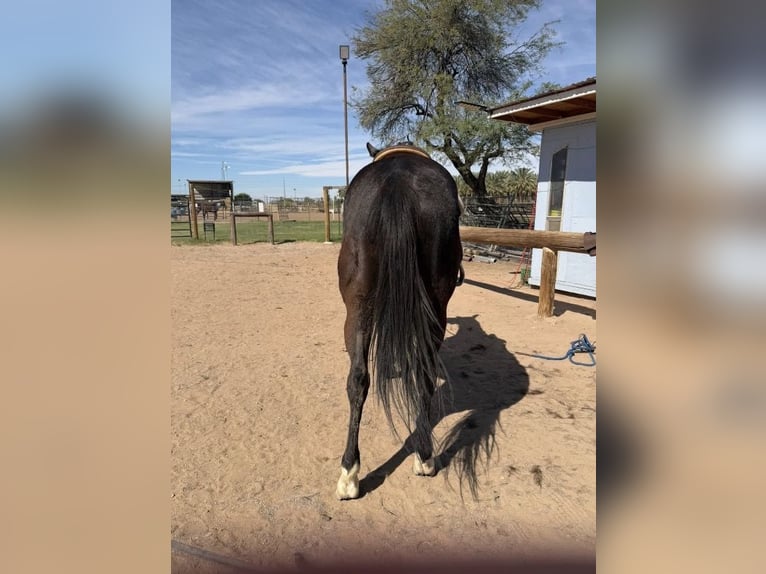 Otras razas Mestizo Caballo castrado 8 años 165 cm Castaño oscuro in Berkshire