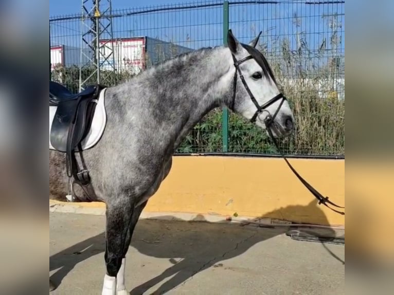 Otras razas Caballo castrado 8 años 167 cm Tordo in Málaga