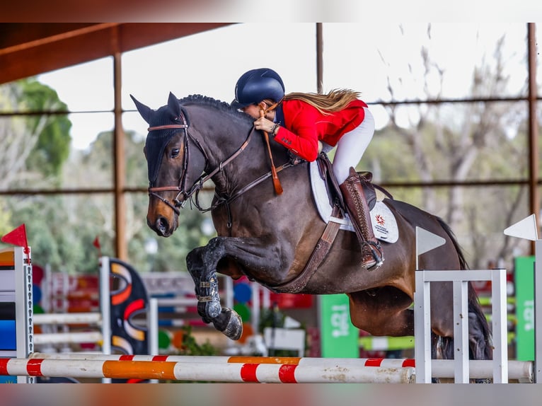 Otras razas Mestizo Caballo castrado 8 años 170 cm Castaño oscuro in Cuarte De Huerva