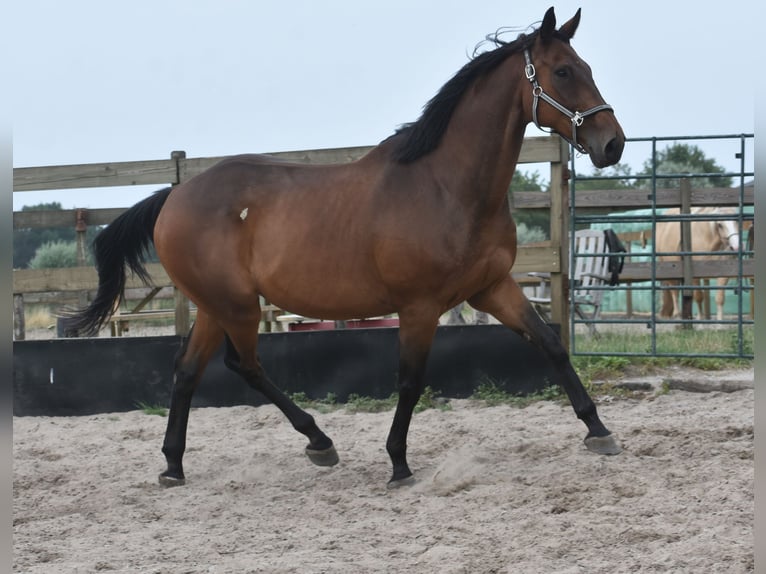 Otras razas Caballo castrado 8 años 172 cm in Achtmaal