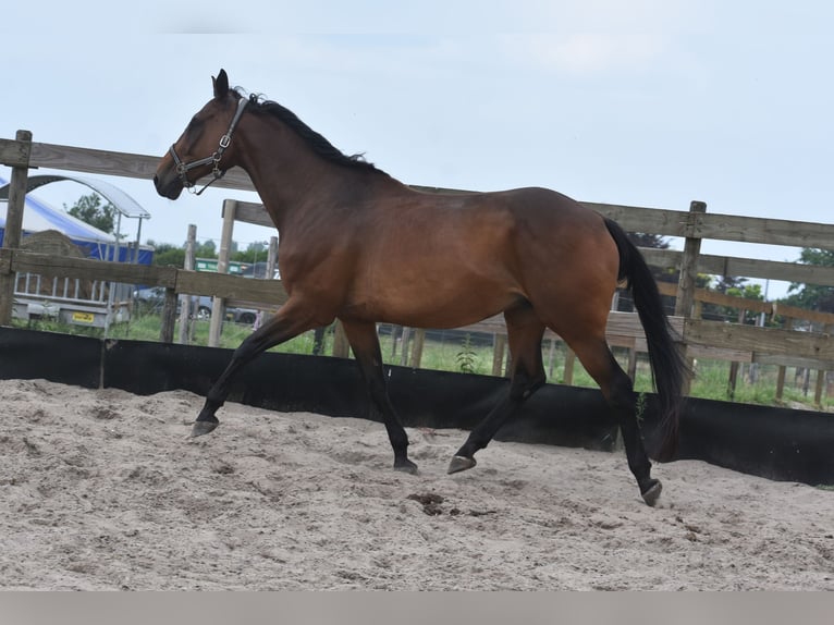 Otras razas Caballo castrado 8 años 172 cm in Achtmaal