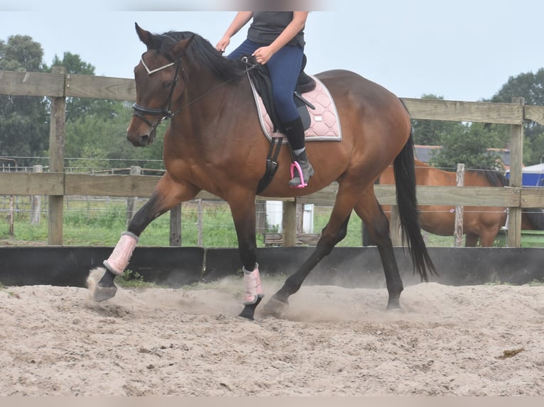 Otras razas Caballo castrado 8 años 172 cm in Achtmaal
