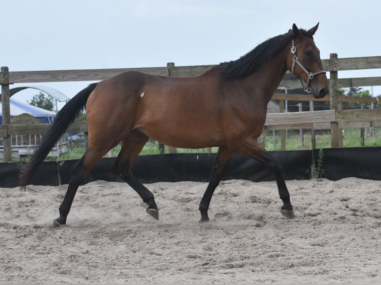 Otras razas Caballo castrado 8 años 172 cm in Achtmaal