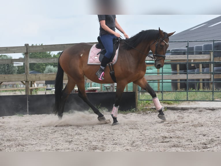 Otras razas Caballo castrado 8 años 172 cm in Achtmaal