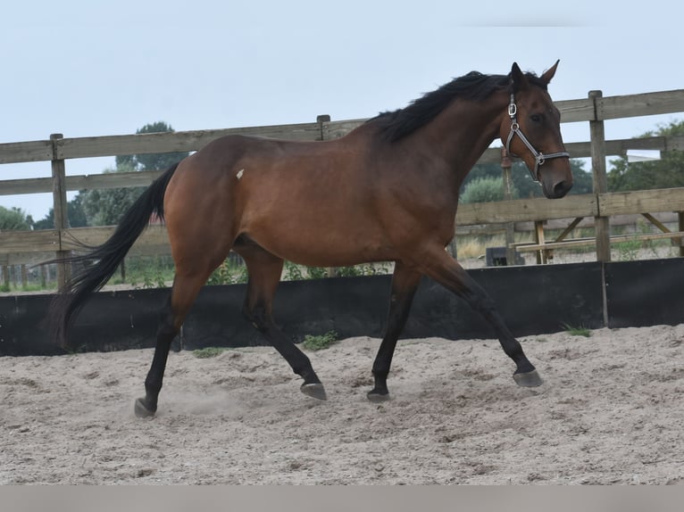 Otras razas Caballo castrado 8 años 172 cm in Achtmaal