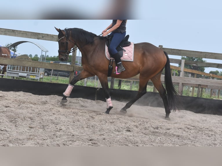 Otras razas Caballo castrado 8 años 172 cm in Achtmaal