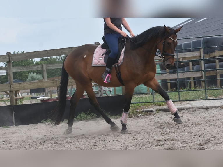 Otras razas Caballo castrado 8 años 172 cm in Achtmaal