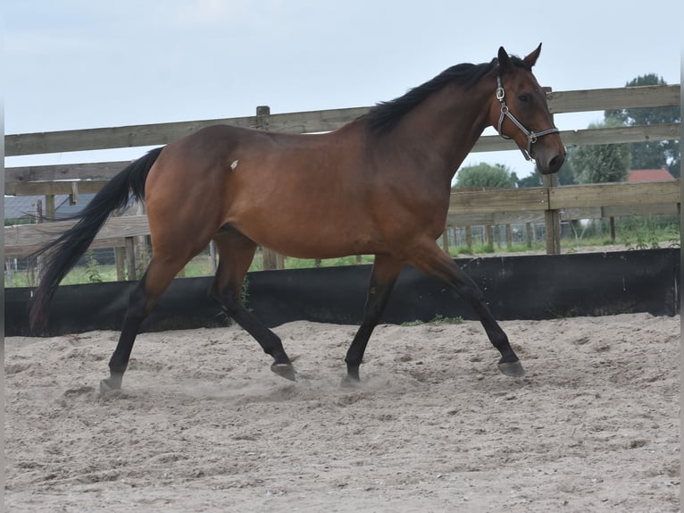 Otras razas Caballo castrado 8 años 172 cm in Achtmaal