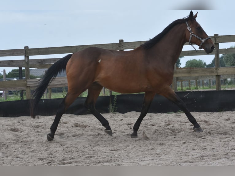 Otras razas Caballo castrado 8 años 172 cm in Achtmaal