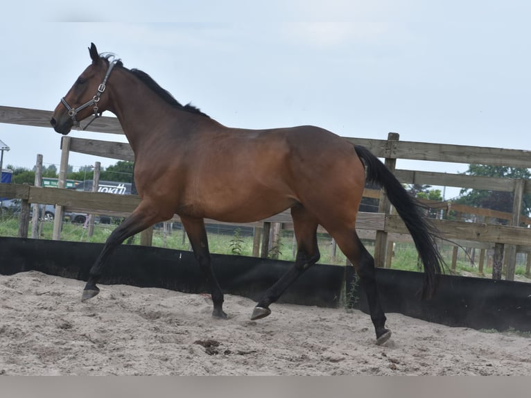 Otras razas Caballo castrado 8 años 172 cm in Achtmaal