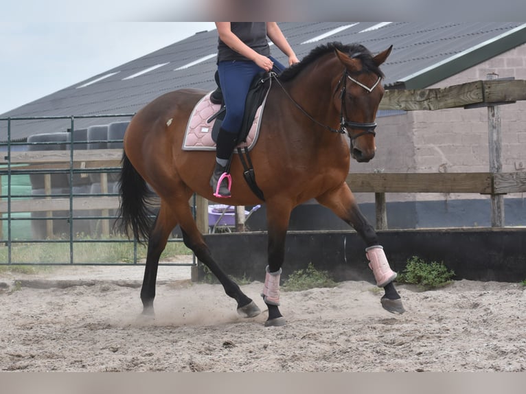Otras razas Caballo castrado 8 años 172 cm in Achtmaal
