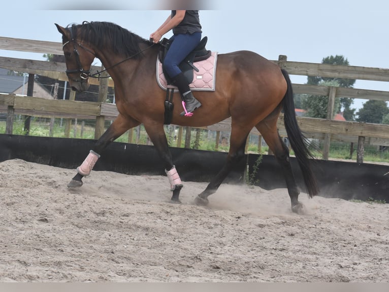 Otras razas Caballo castrado 8 años 172 cm in Achtmaal