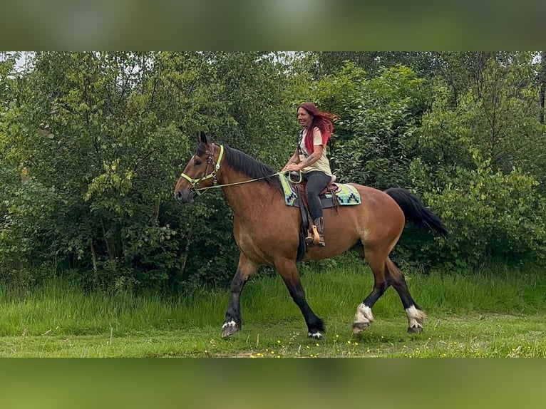 Otras razas Caballo castrado 8 años 177 cm Castaño in Linkenbach
