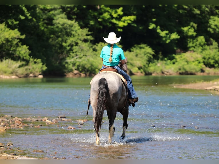 Otras razas Caballo castrado 8 años Ruano azulado in Clarion