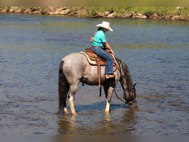 Otras razas Caballo castrado 8 años Ruano azulado in Clarion