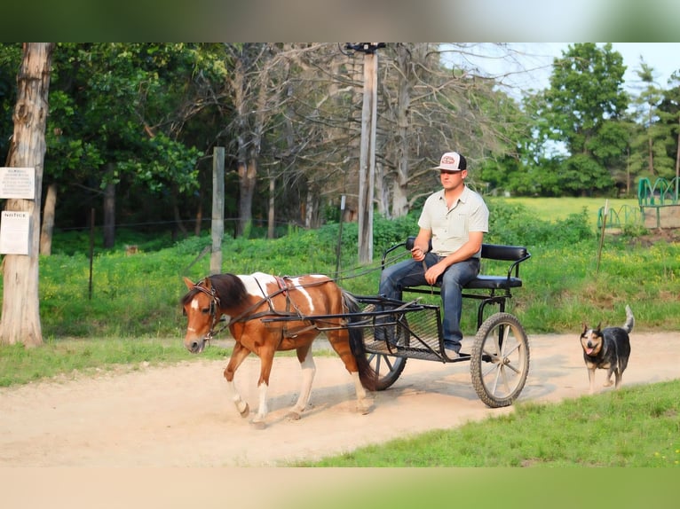 Otras razas Caballo castrado 8 años Tobiano-todas las-capas in Princeville