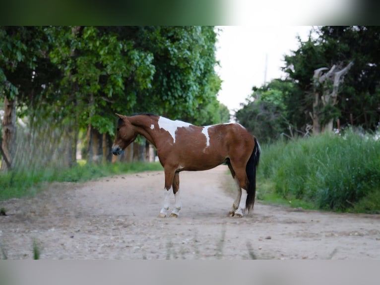 Otras razas Caballo castrado 8 años Tobiano-todas las-capas in Princeville