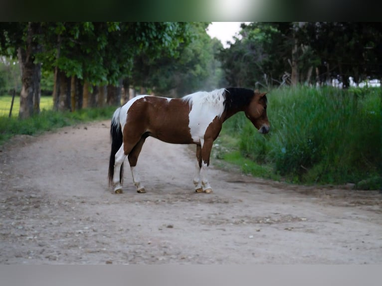 Otras razas Caballo castrado 8 años Tobiano-todas las-capas in Princeville